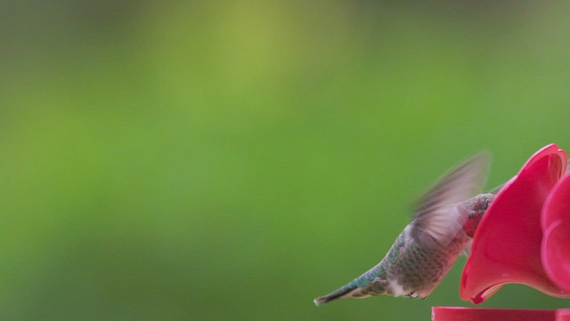 Anna's Hummingbird - ML606302471