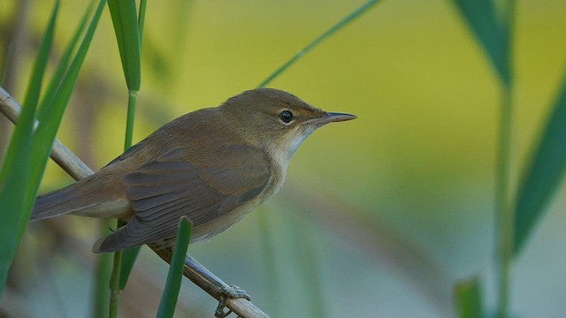 Common Reed Warbler - ML606307231