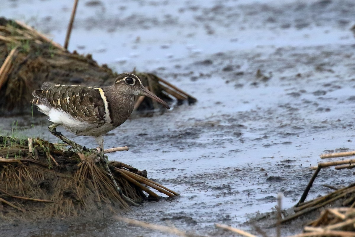 Greater Painted-Snipe - ML60630811