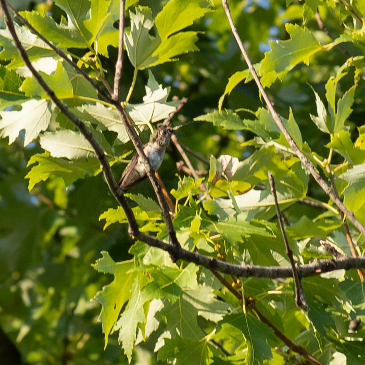 ebird-checklist-23-aug-2023-four-mile-run-park-31-species-1