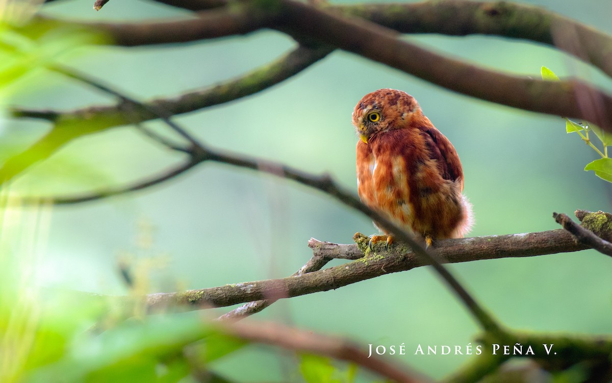 Costa Rican Pygmy-Owl - ML606312021