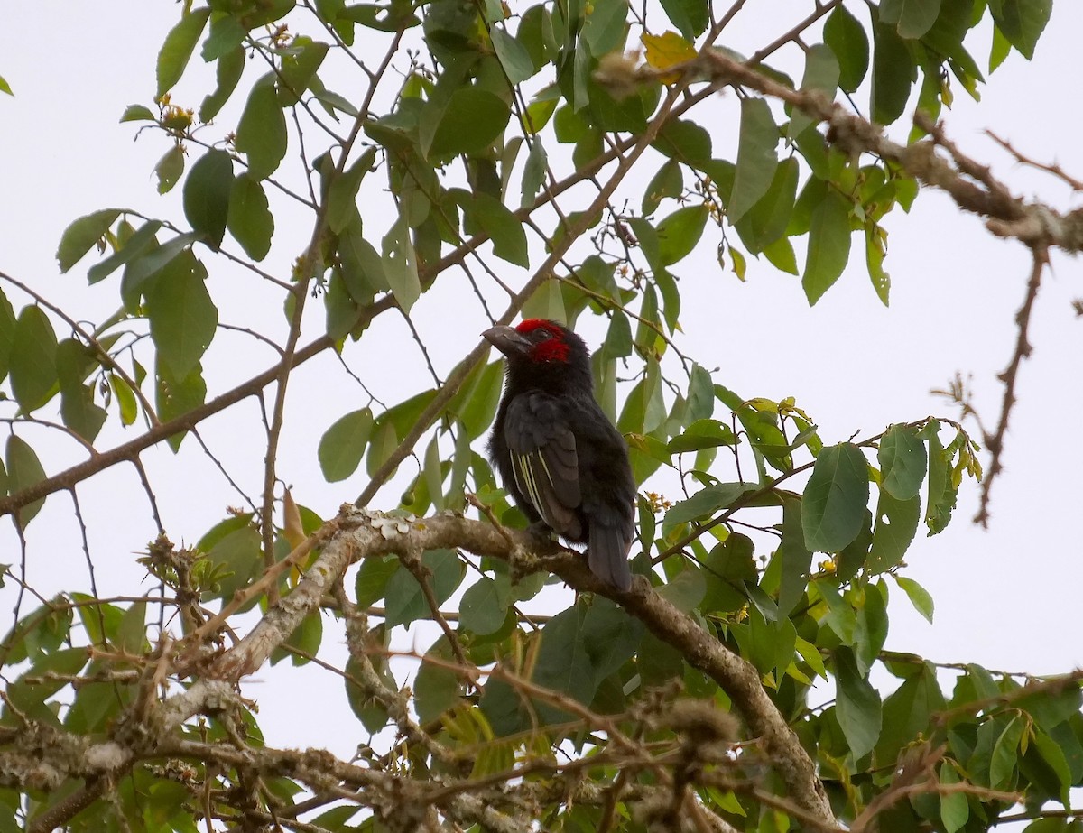 Red-faced Barbet - ML606319241