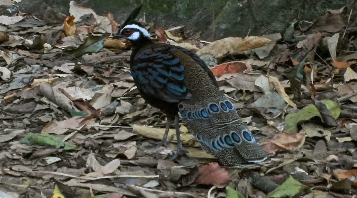 Palawan Peacock-Pheasant - ML606323291