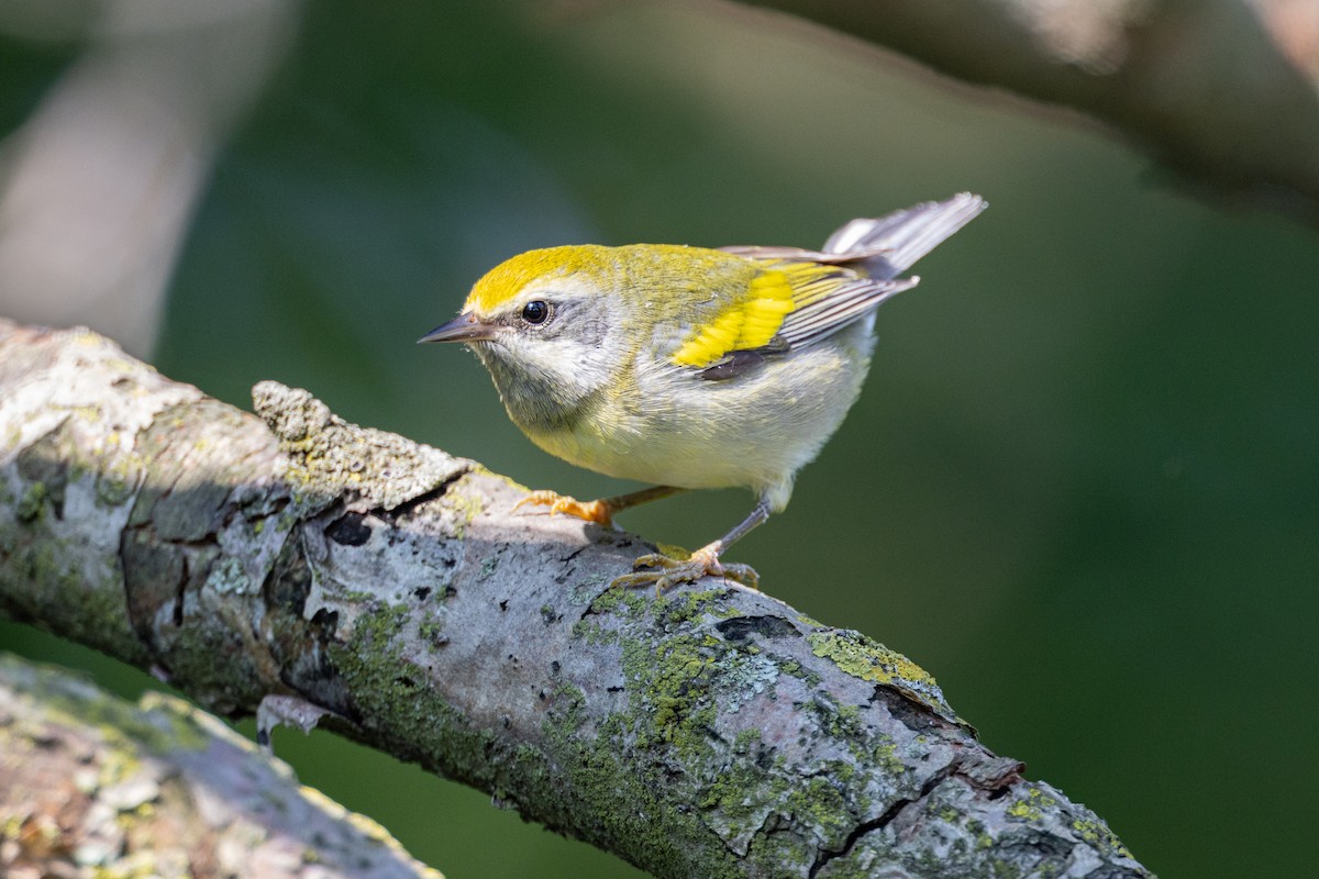 Golden-winged x Blue-winged Warbler (hybrid) - Russ Smith