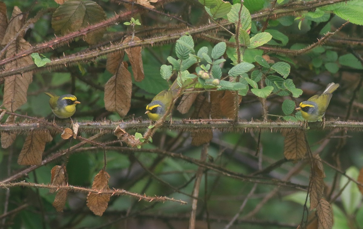 Black-faced Warbler - abhishek ravindra