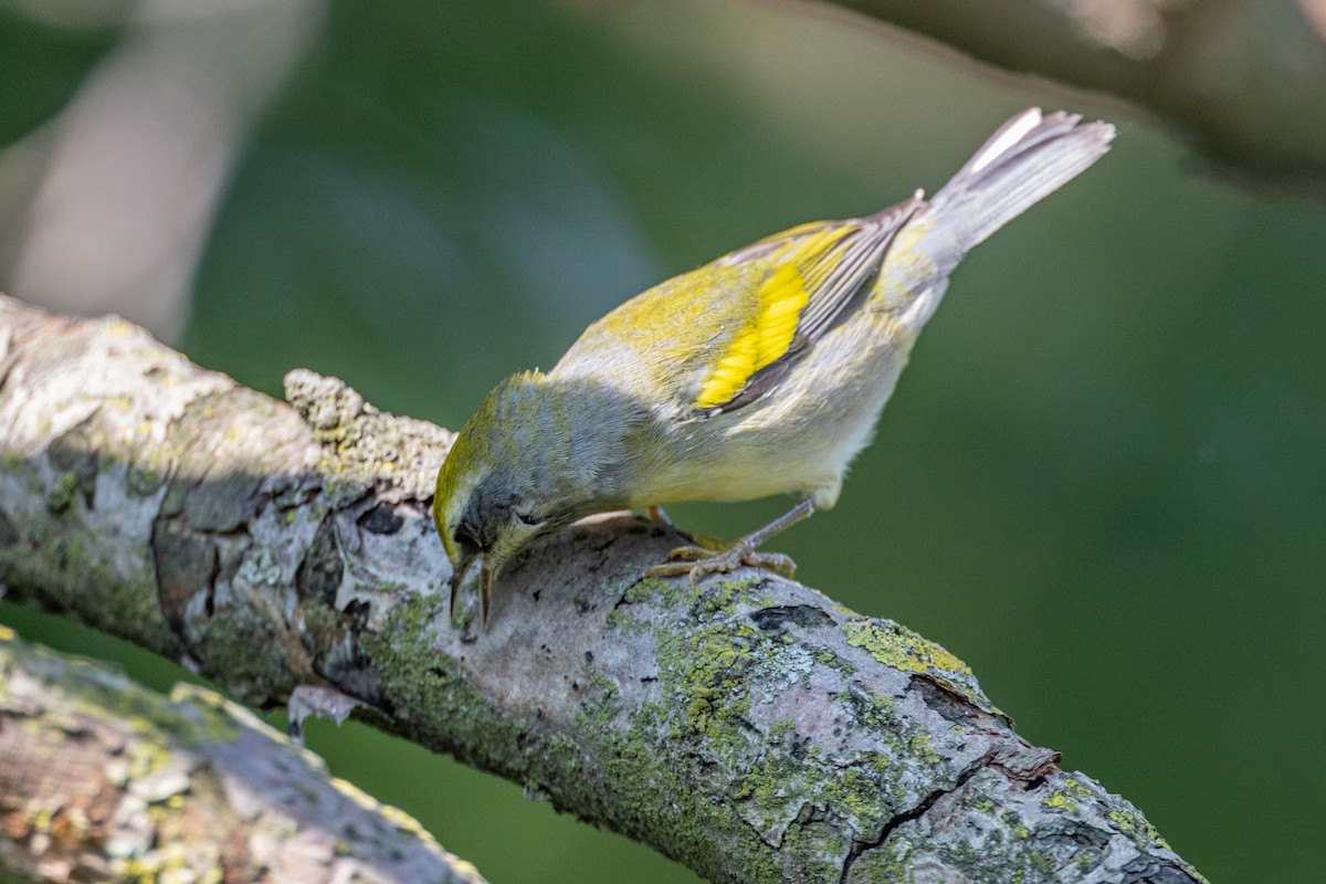 Golden-winged x Blue-winged Warbler (hybrid) - Russ Smith