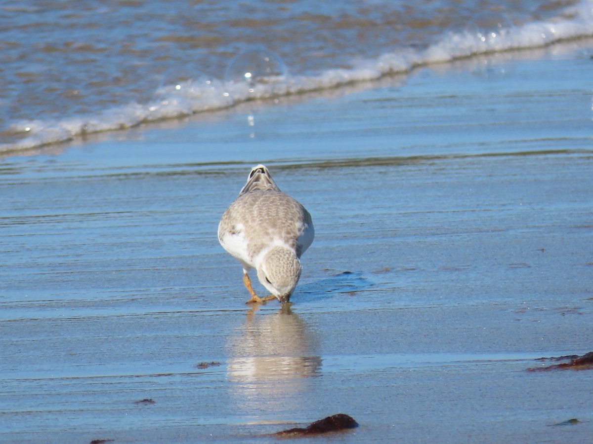 Piping Plover - ML606324951