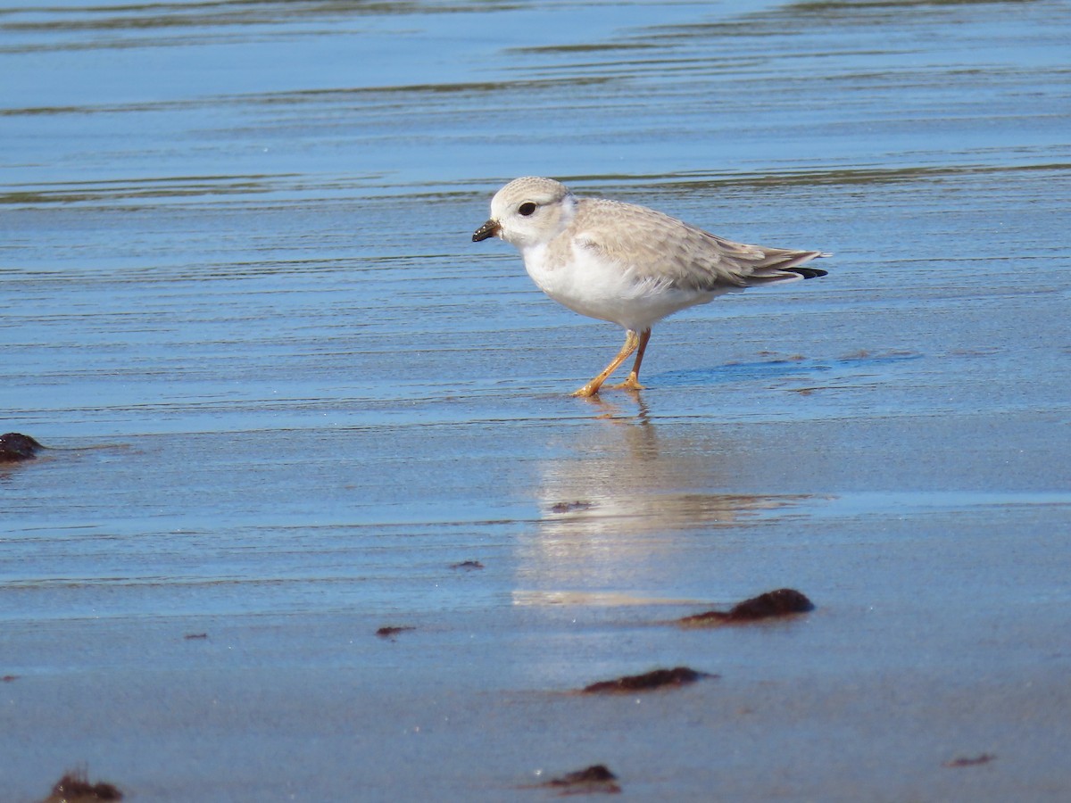 Piping Plover - ML606324961