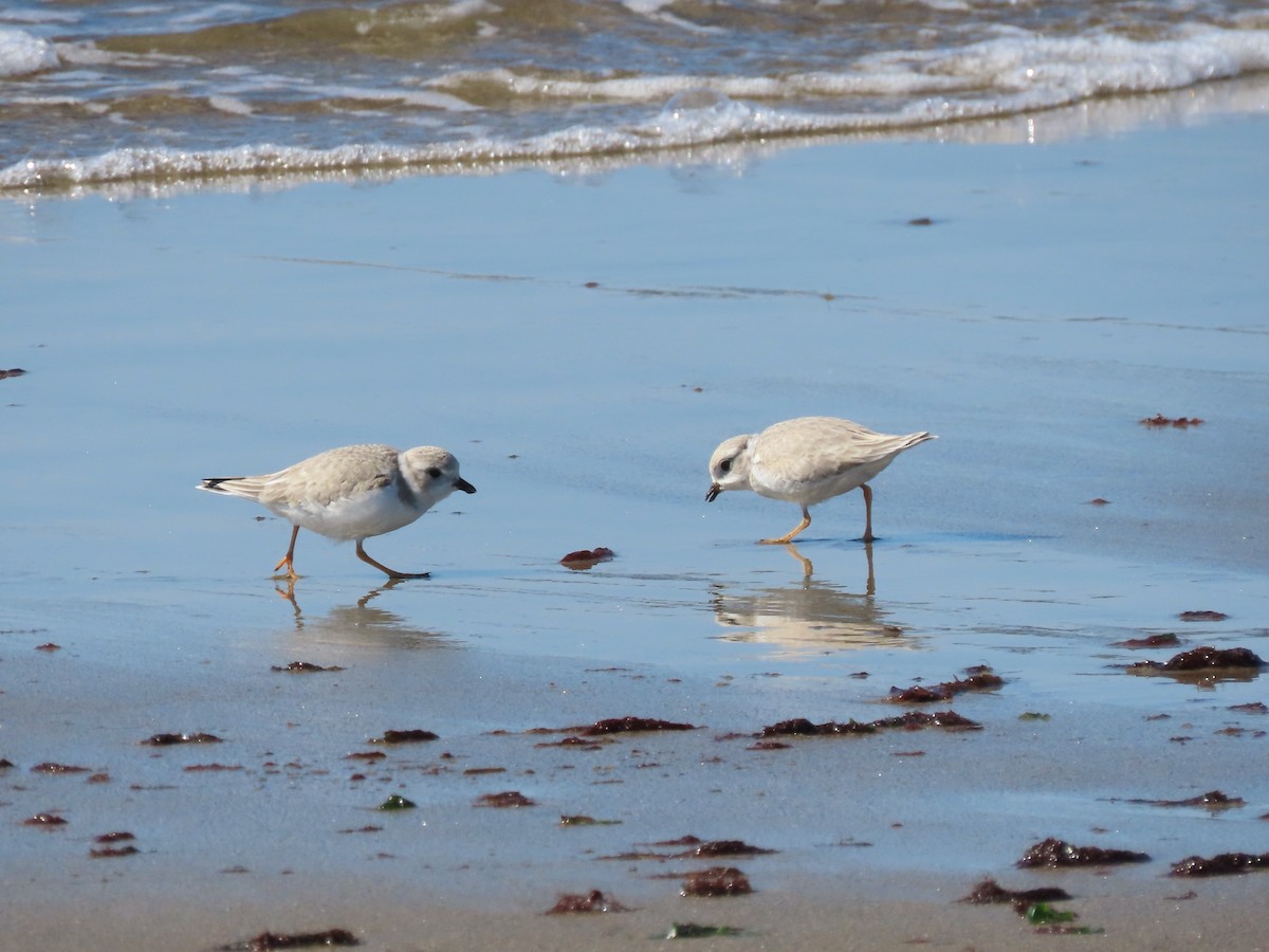 Piping Plover - ML606324971