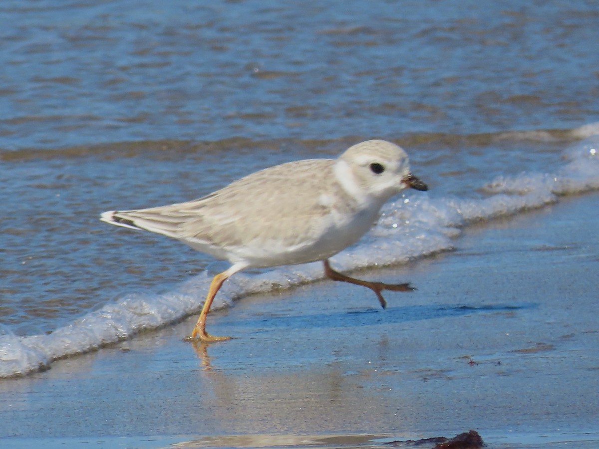 Piping Plover - ML606324991