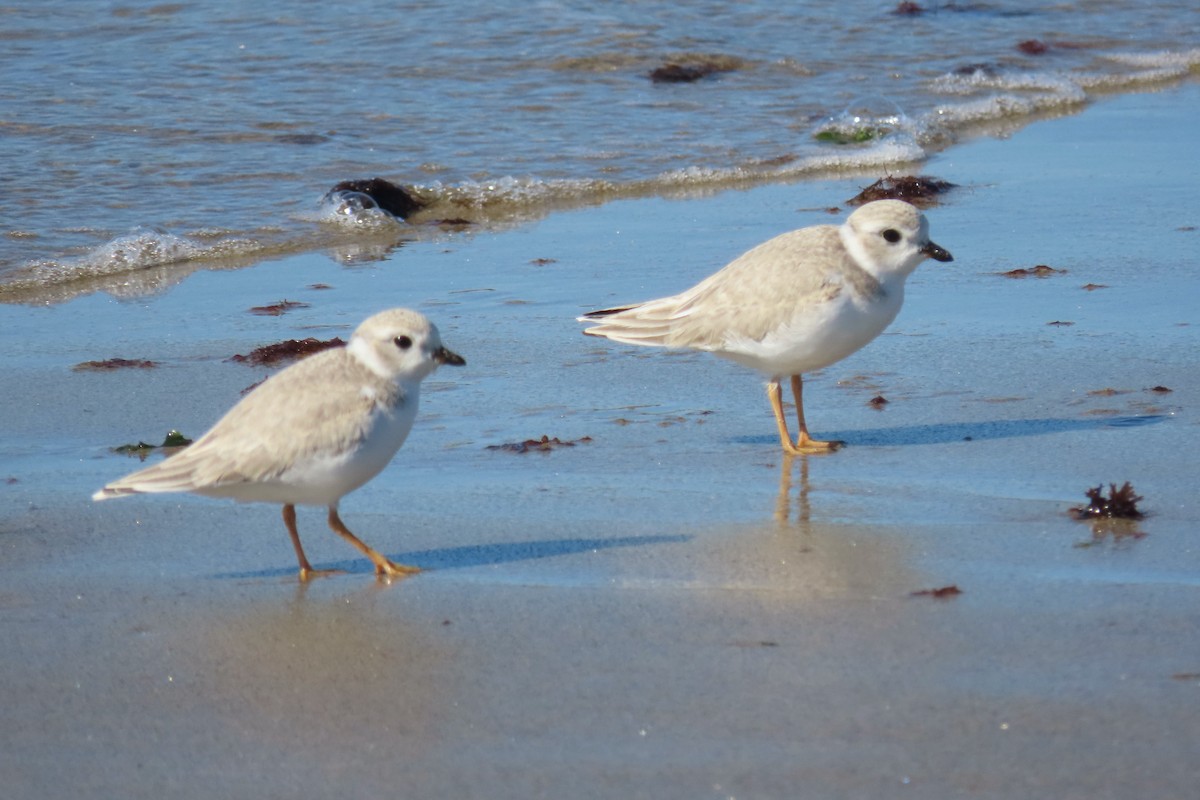 Piping Plover - ML606325001