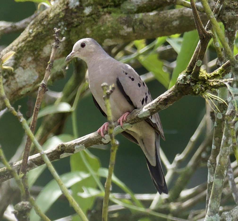 Ecuadorian Ground Dove - Yve Morrell