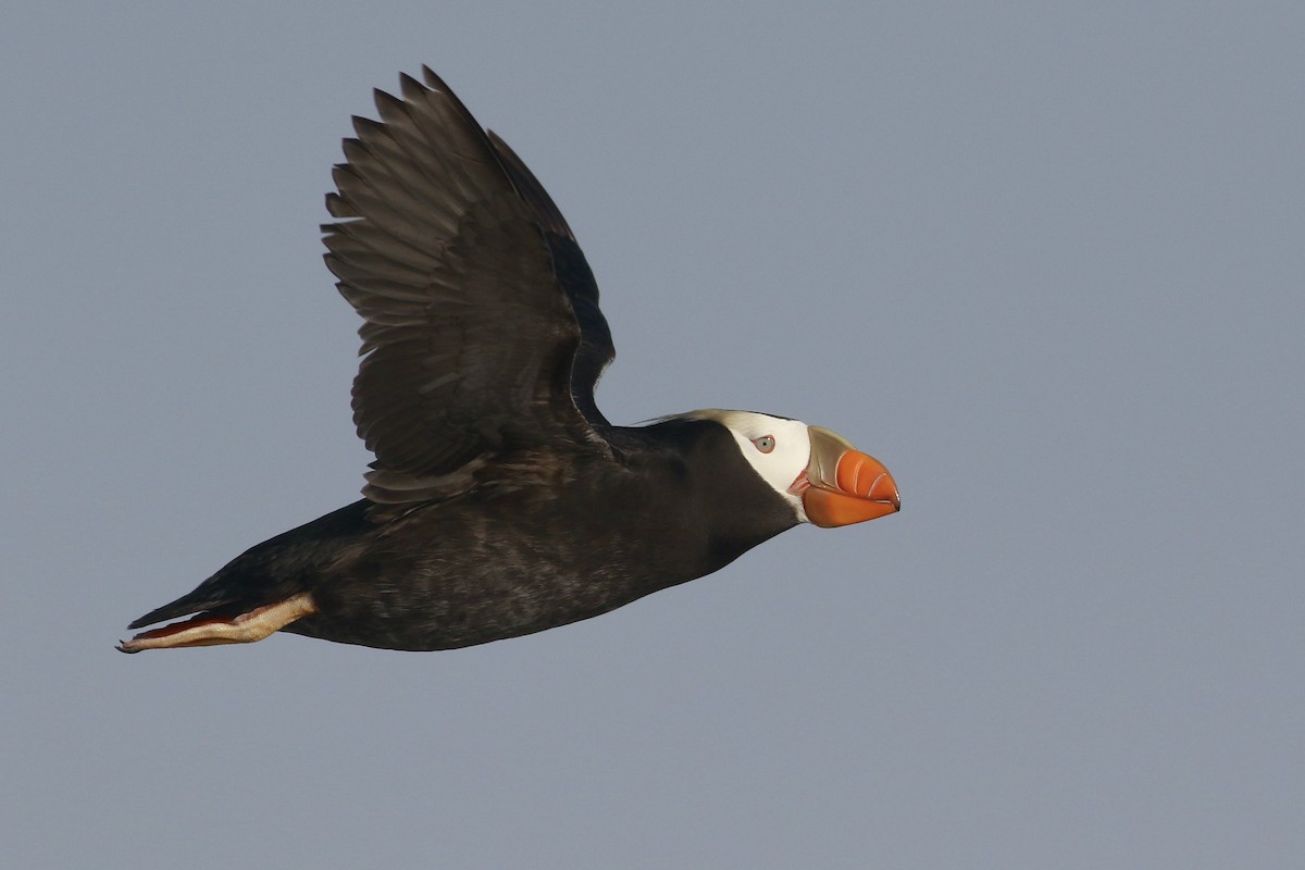 Tufted Puffin - ML606332631