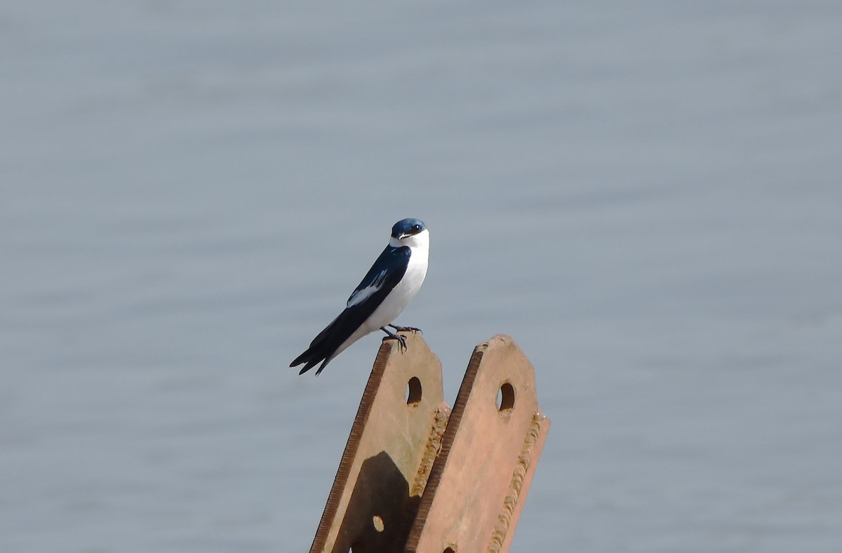 White-winged Swallow - ML606340871