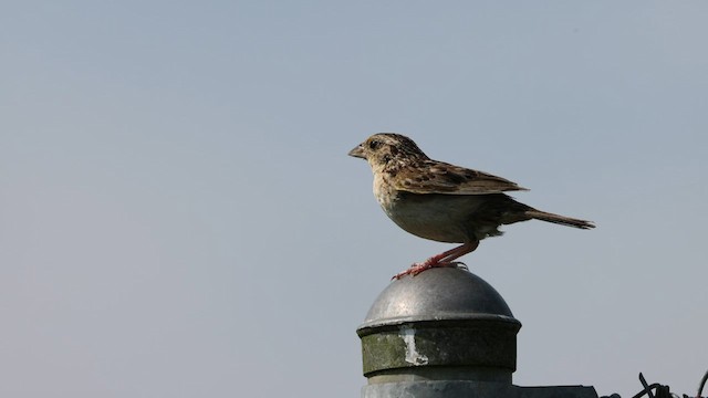 Grasshopper Sparrow - ML606347381