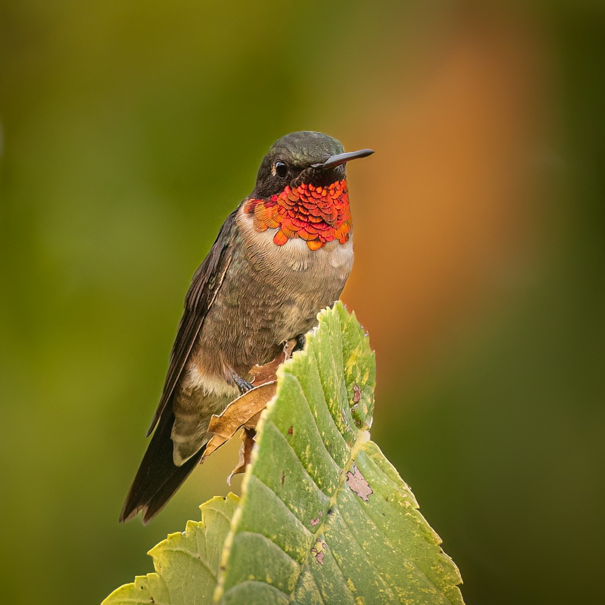 Ruby-throated Hummingbird - ML606348401