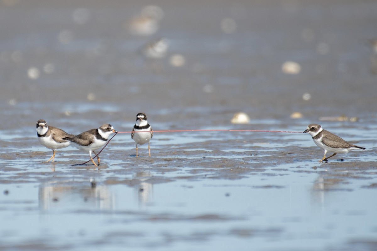 Semipalmated Plover - ML606349321
