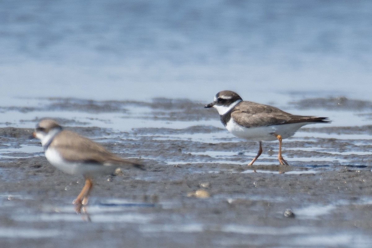 Common Ringed Plover - ML606349641