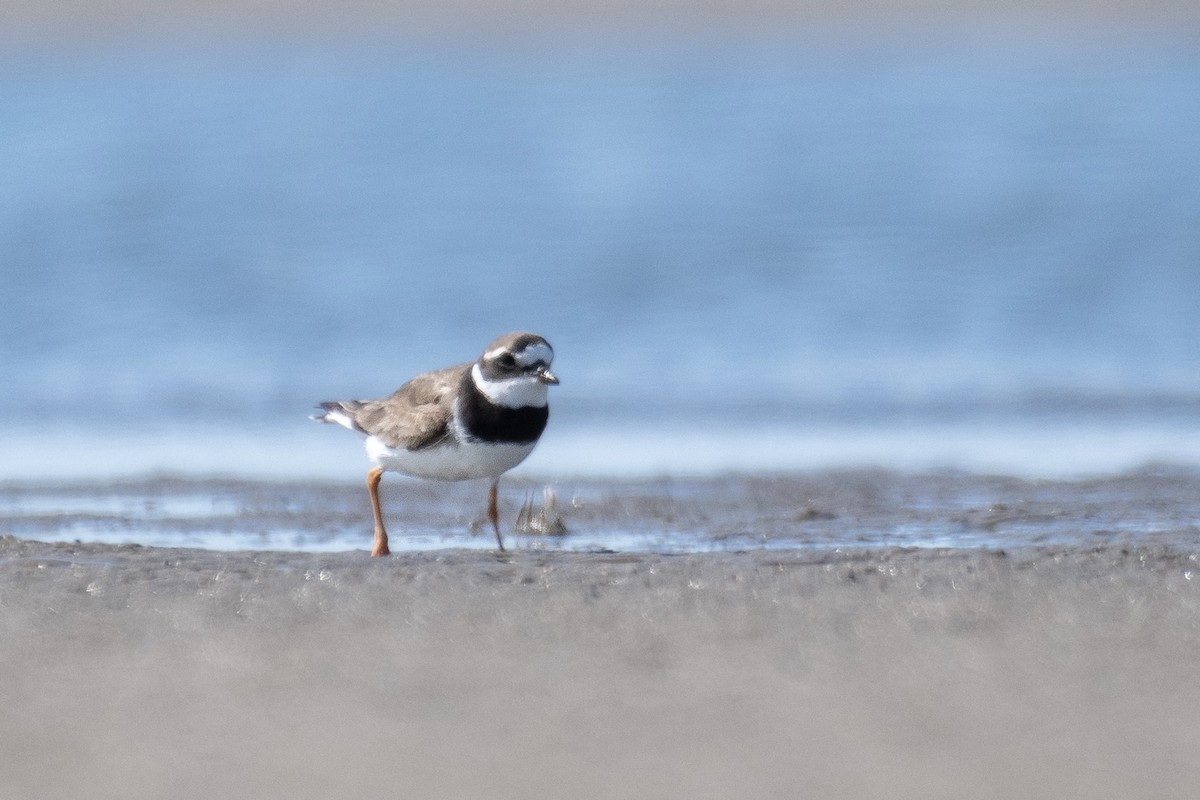 Common Ringed Plover - ML606350041
