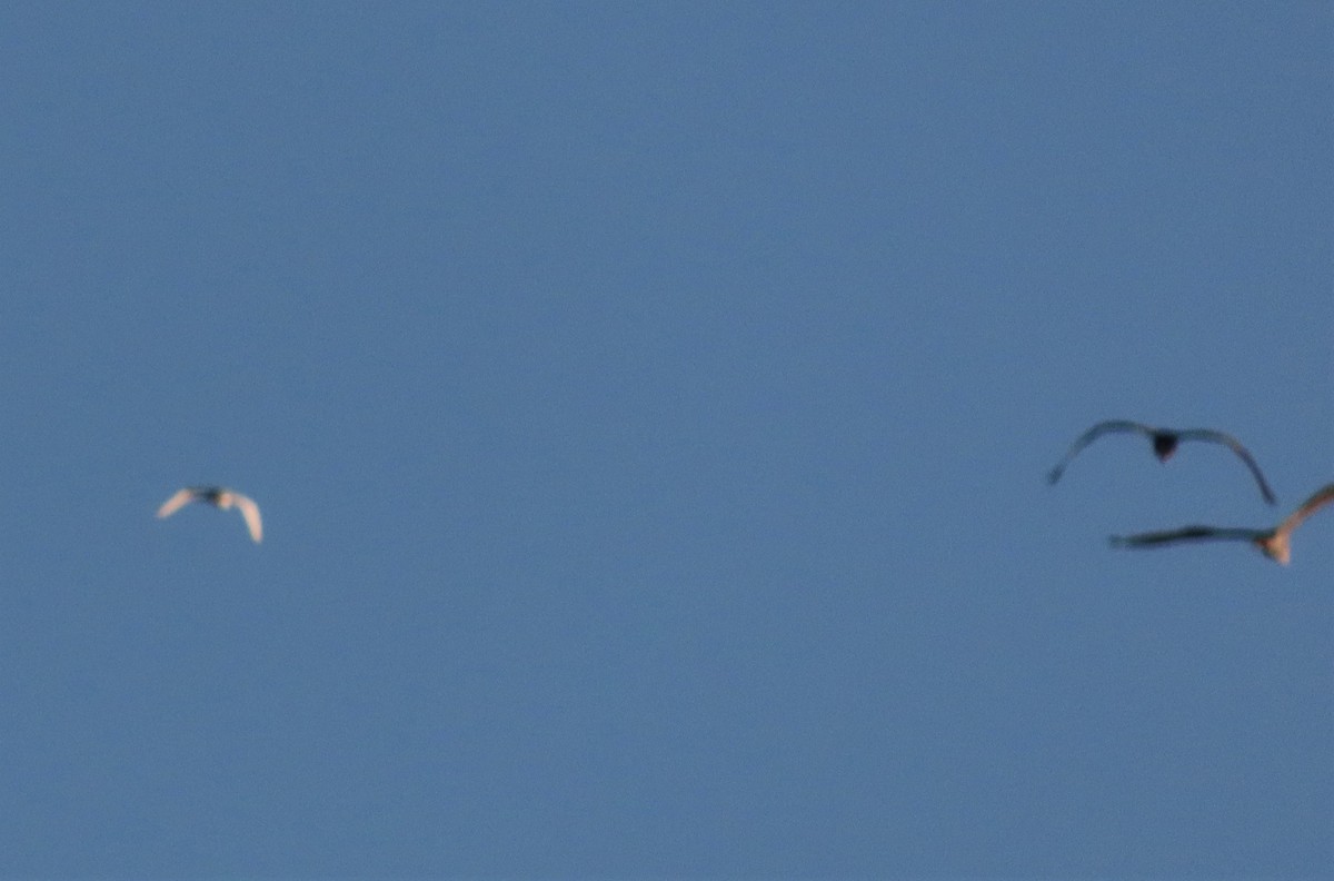 white egret sp. - tom aversa