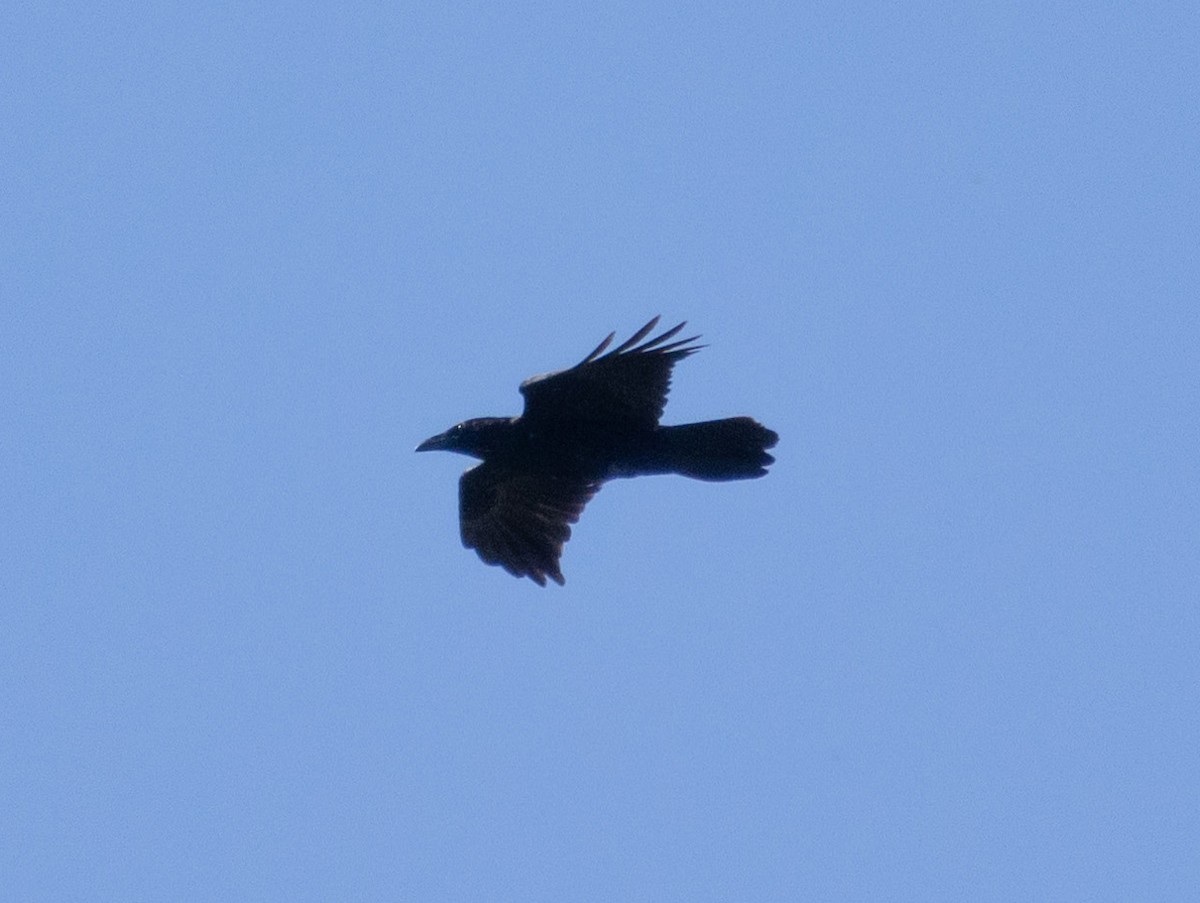 Common Raven - ML606352221