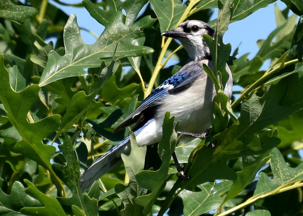 Blue Jay - Don Carbaugh