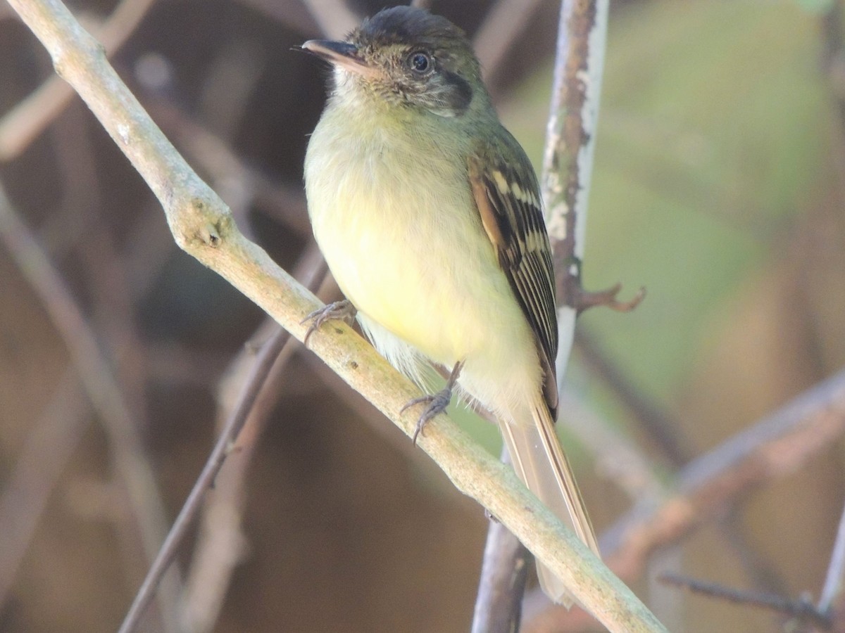 Sepia-capped Flycatcher - ML606357621