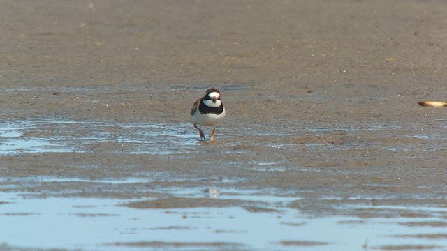 Common Ringed Plover - ML606359011