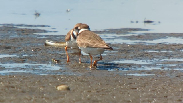 Common Ringed Plover - ML606359151