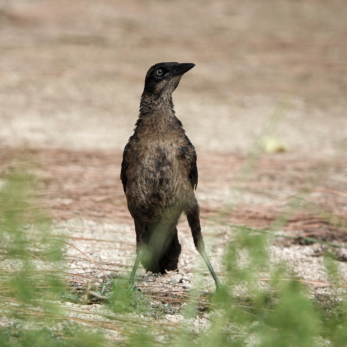 Great-tailed Grackle - ML606362391
