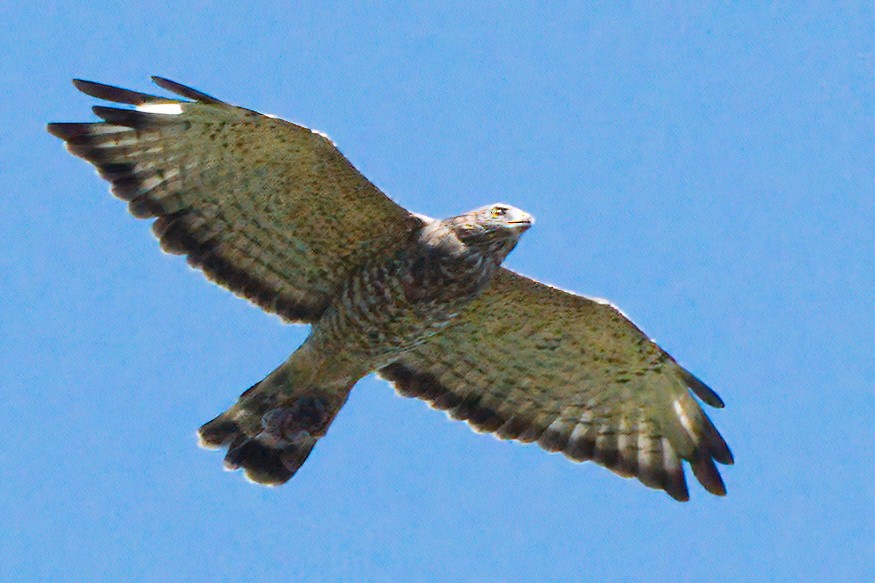 Broad-winged Hawk - ML606365441