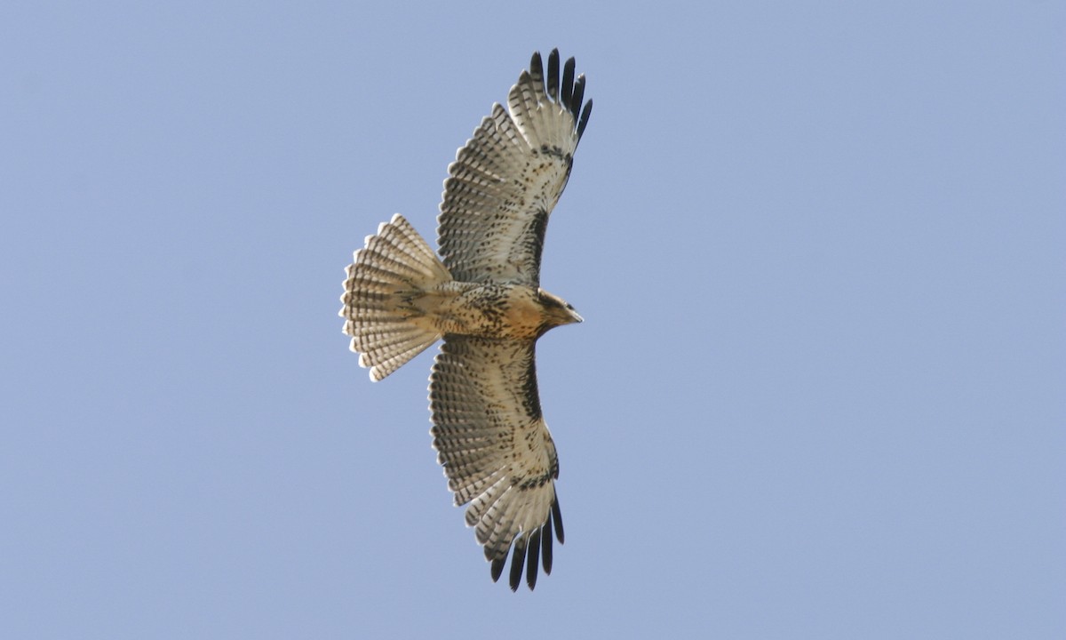 Red-tailed Hawk - Brian Sullivan