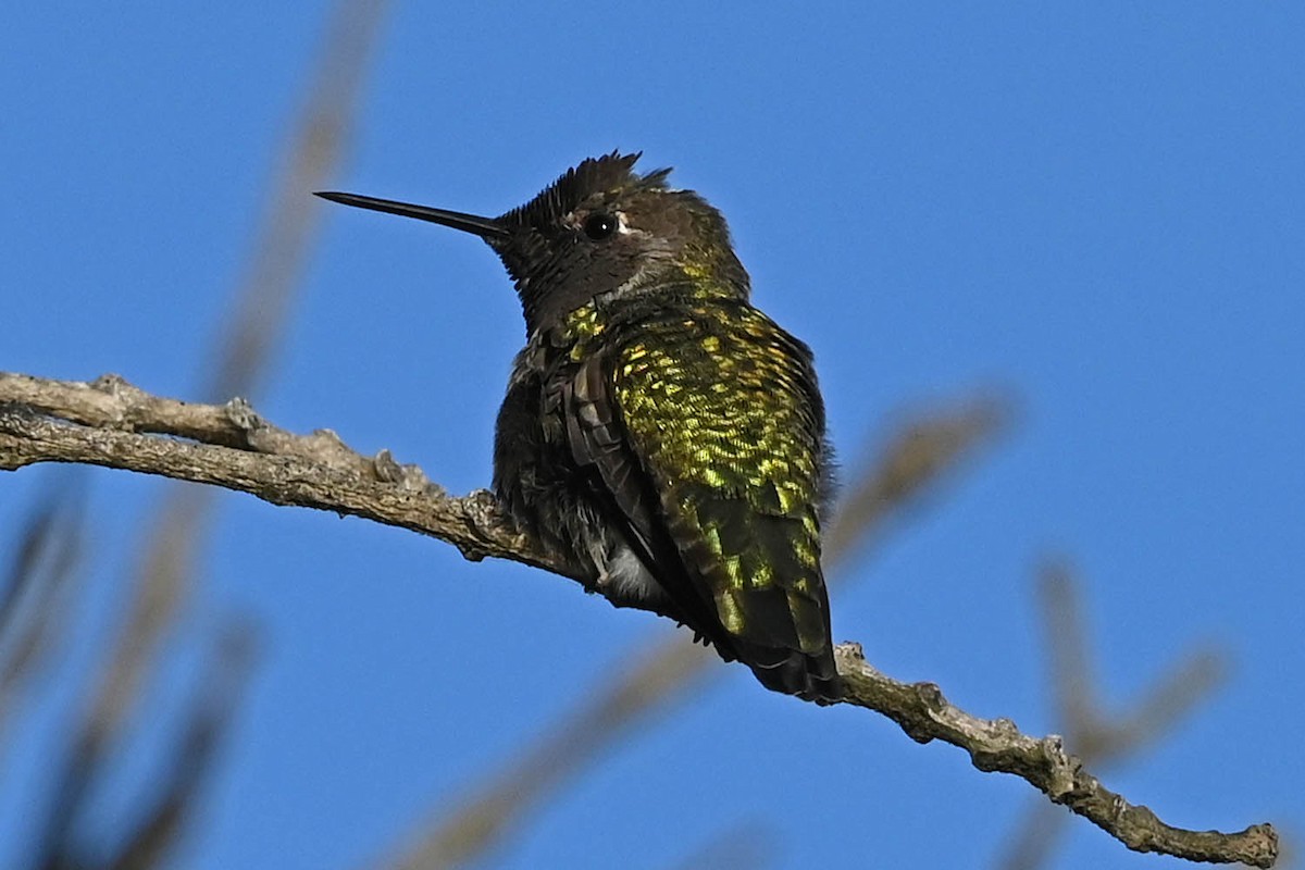 Anna's Hummingbird - ML606367111