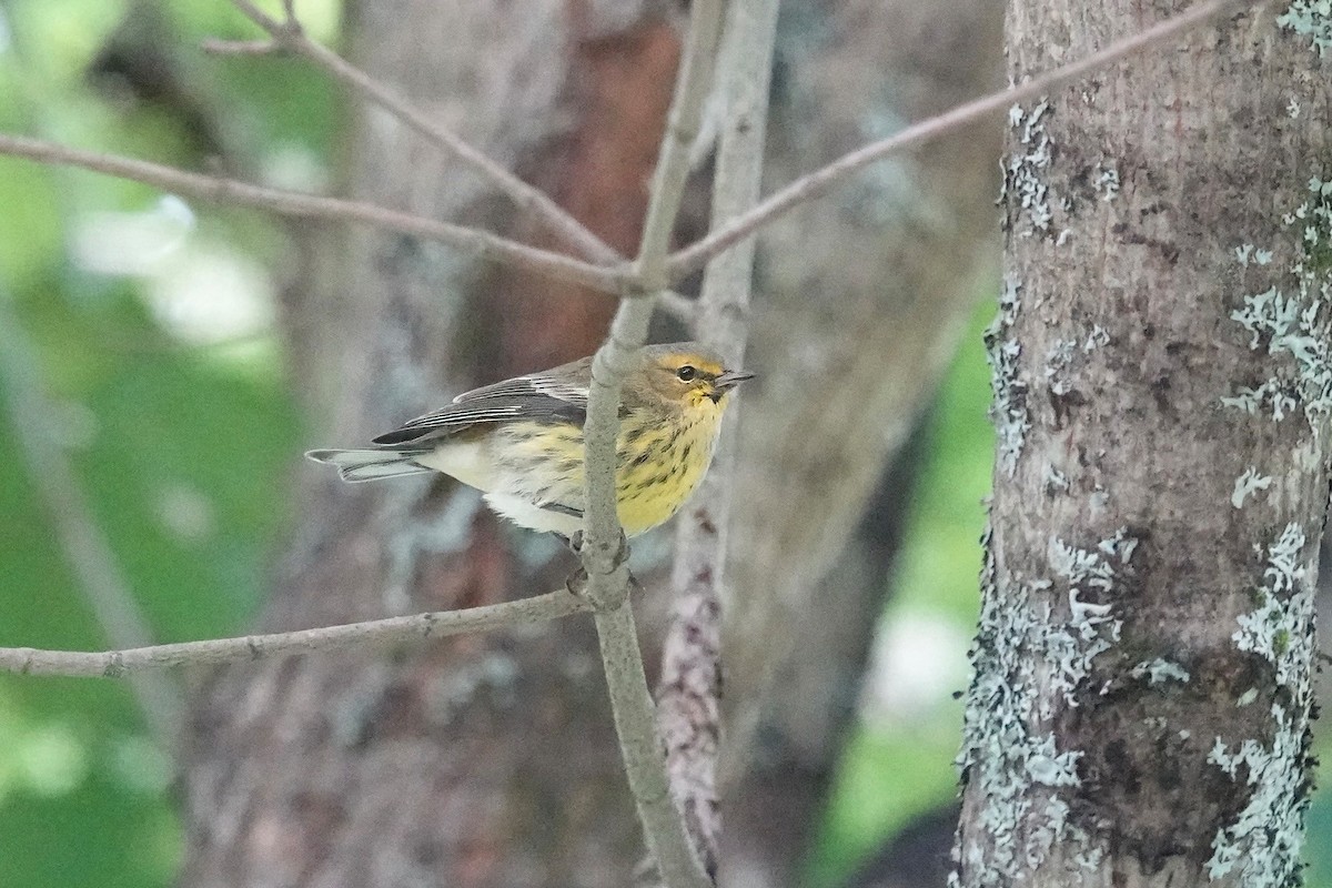 Cape May Warbler - ML606368291