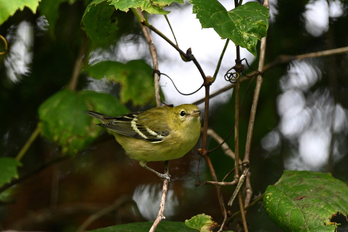 Bay-breasted Warbler - ML606374481