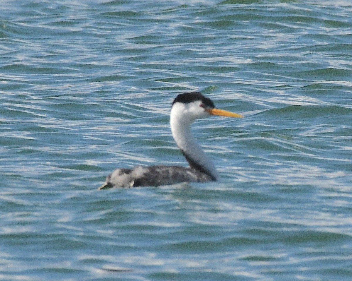 eBird Checklist 21 Aug 2023 Lake Havasu CityN Pittsburgh Pt 21