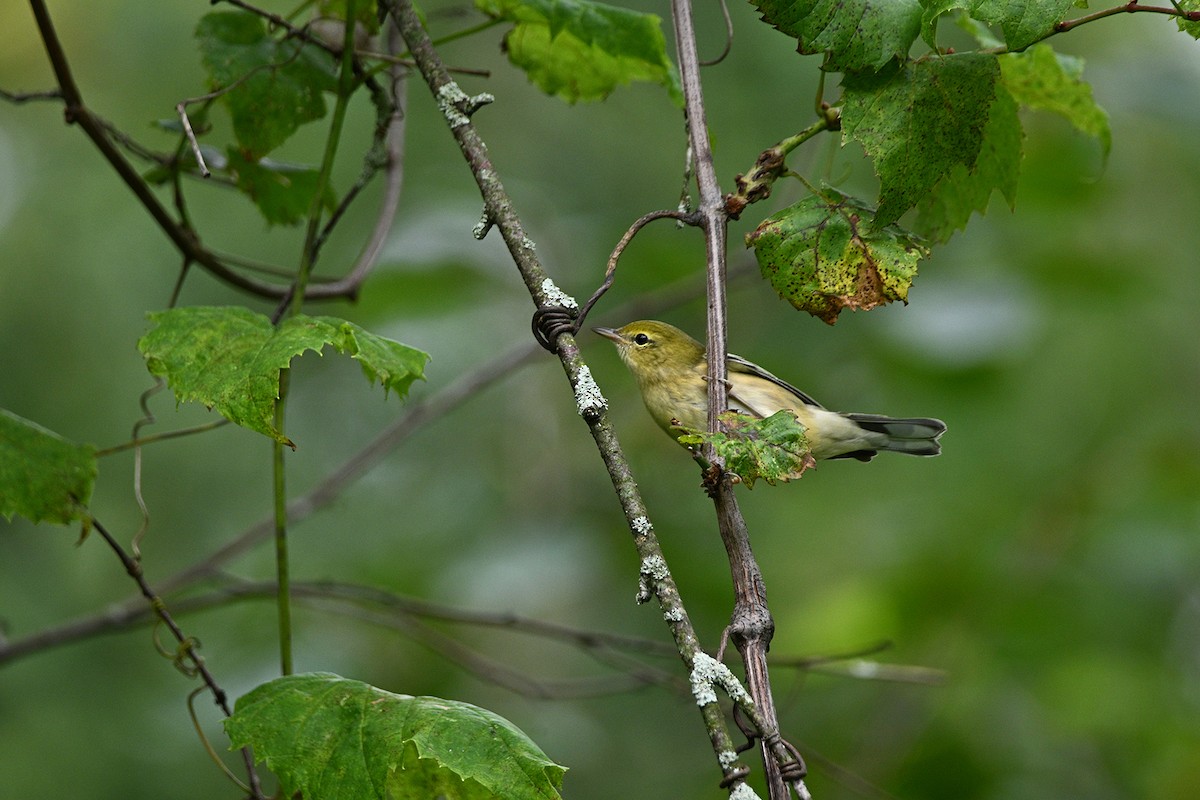 Bay-breasted Warbler - ML606375351