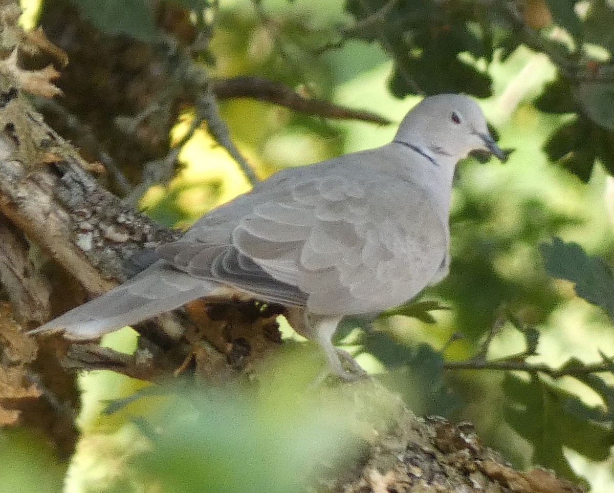Eurasian Collared-Dove - ML606379141