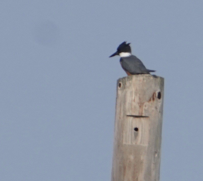 Belted Kingfisher - ML606380851