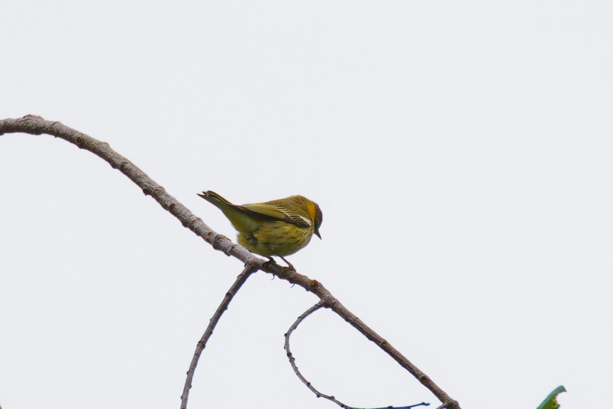 Cape May Warbler - ML606382081