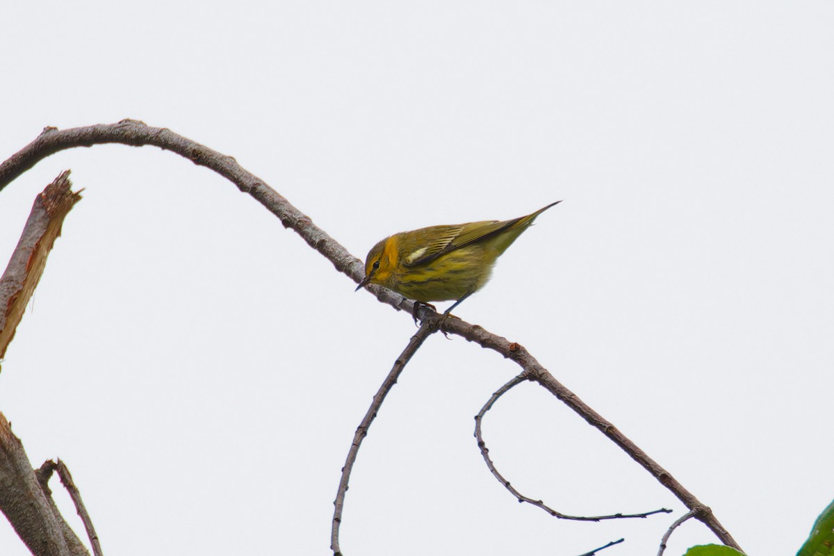 Cape May Warbler - ML606382091