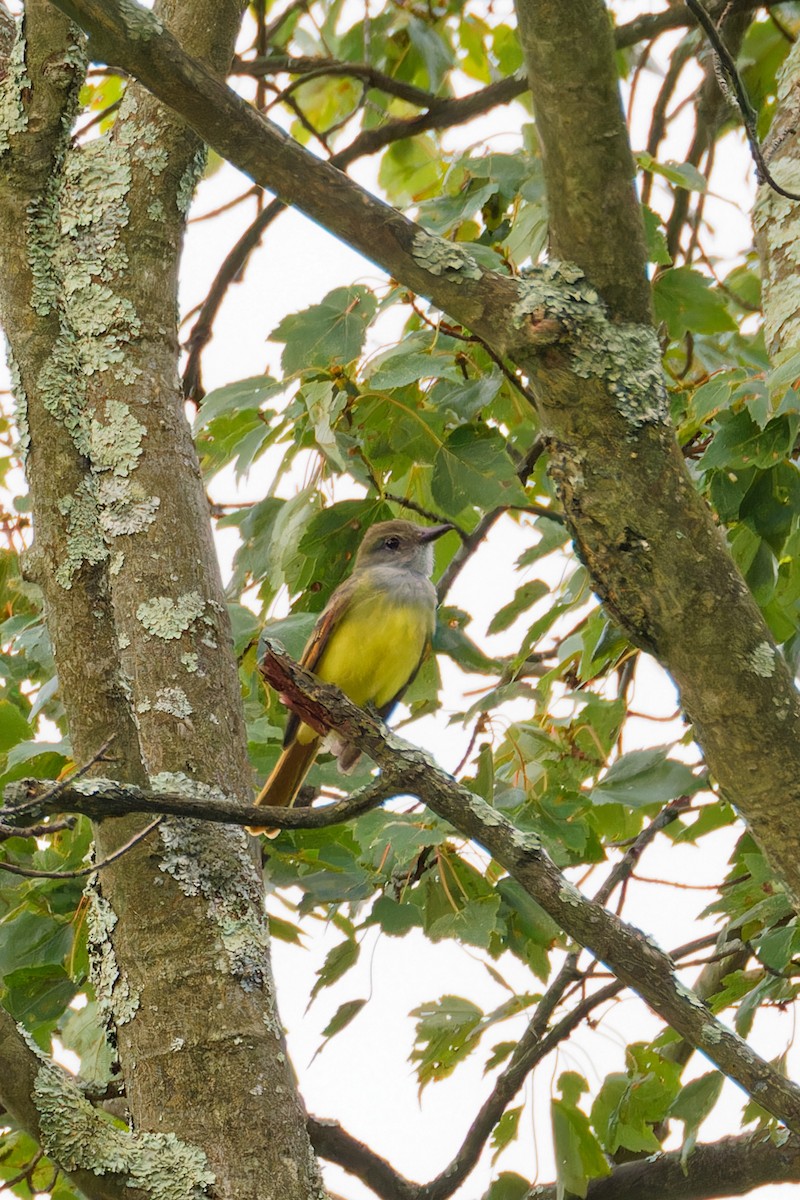 Great Crested Flycatcher - ML606382251