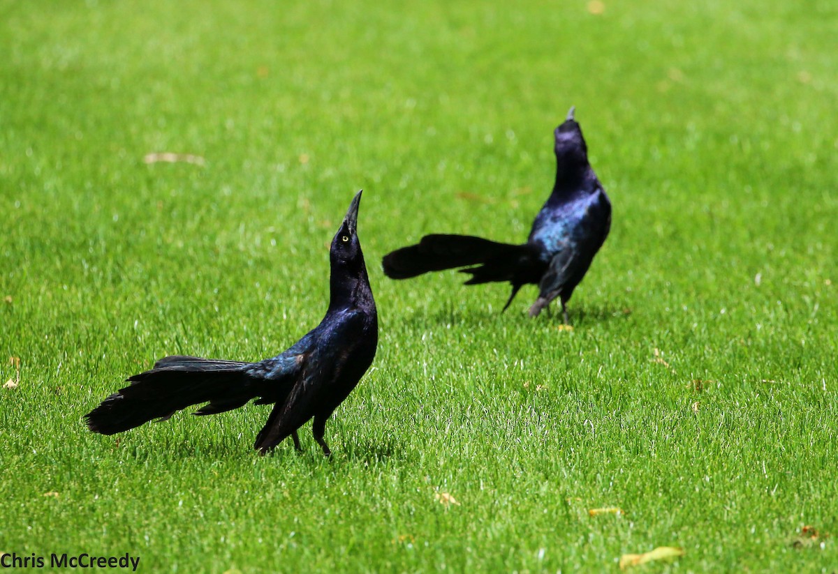 Great-tailed Grackle - ML60638341