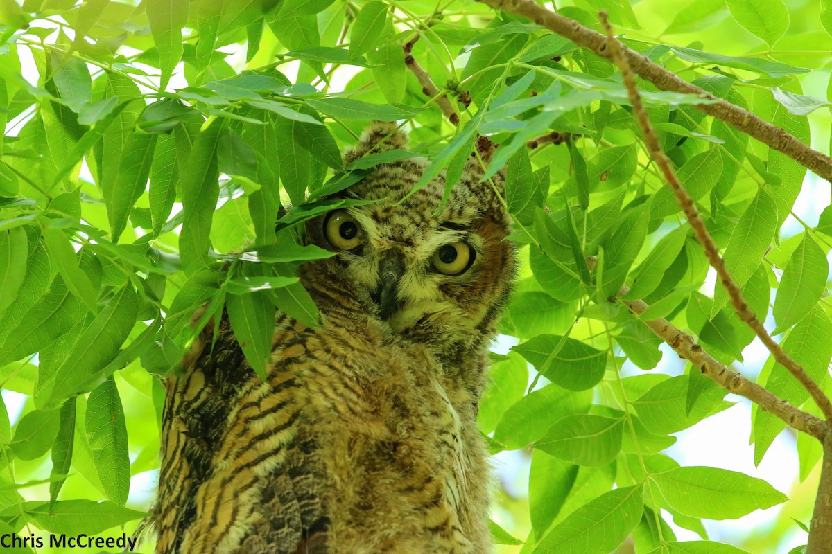 Great Horned Owl - Chris McCreedy - no playbacks