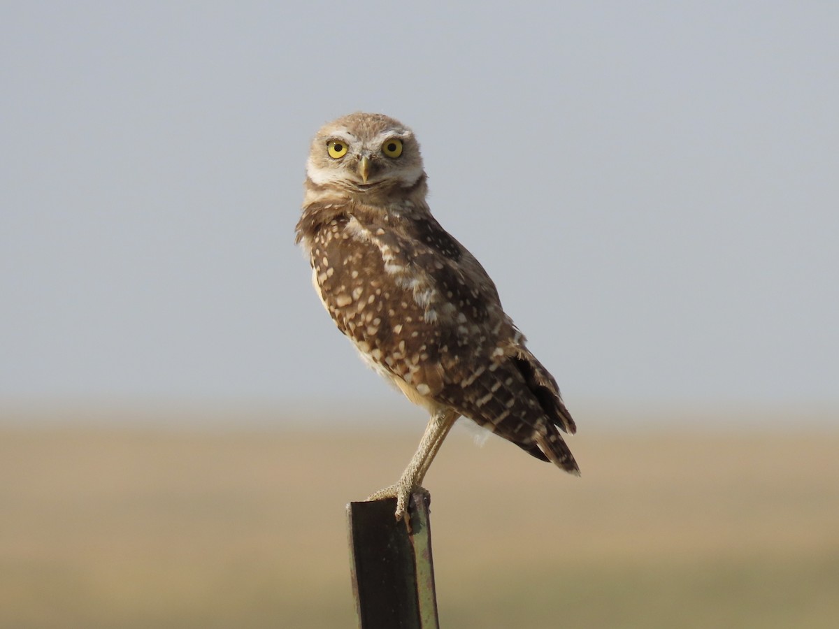 Burrowing Owl - ML606385131