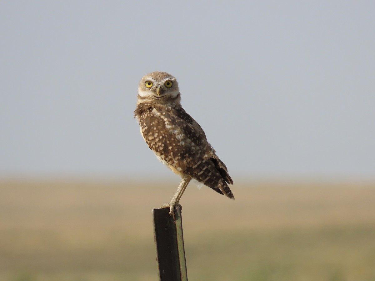 Burrowing Owl - ML606385141