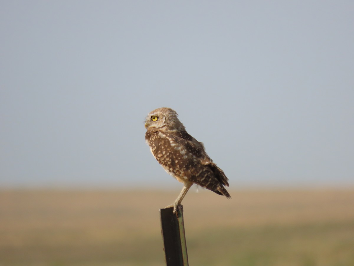 Burrowing Owl - ML606385151