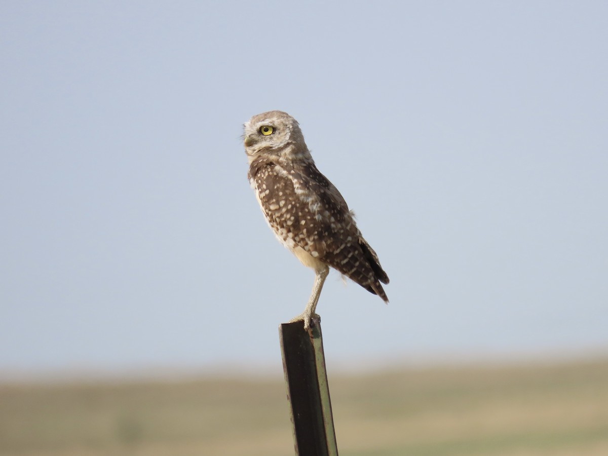 Burrowing Owl - ML606385161