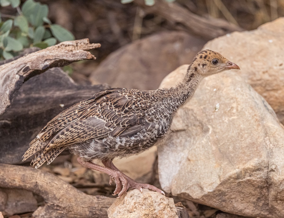 EBird Checklist - 10 Aug 2023 - Ash Canyon Bird Sanctuary (closed ...