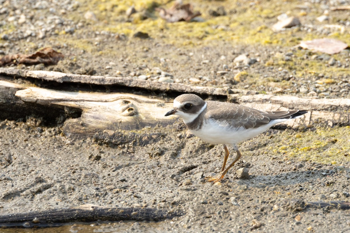 Semipalmated Plover - ML606389621